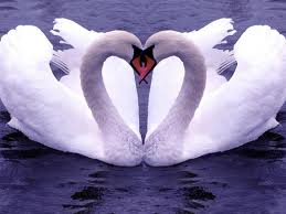 cisnes